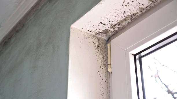 Mold Documentation for Insurance Claims in Margate, FL