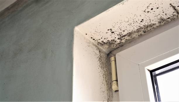 Best Mold Odor Removal Services  in Margate, FL