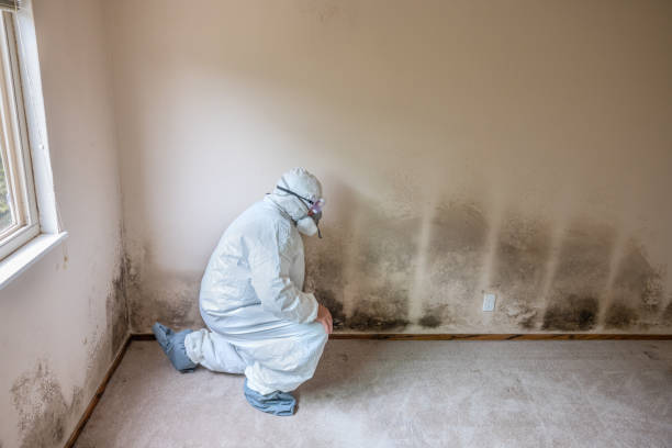 Best Basement Mold Removal  in Margate, FL
