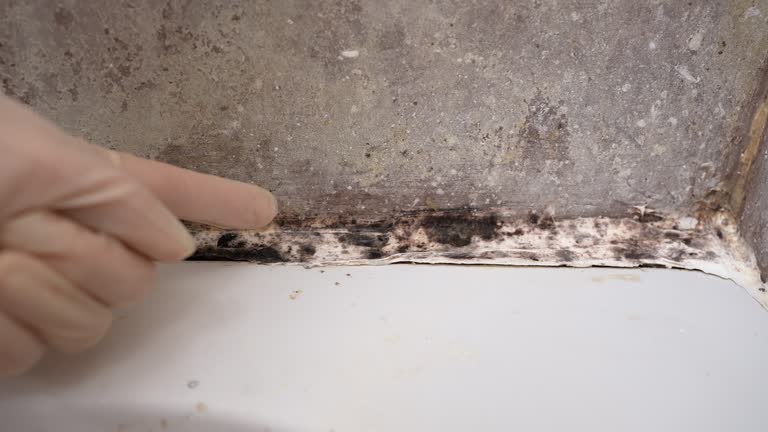 Best Environmental Consulting for Mold Prevention  in Margate, FL