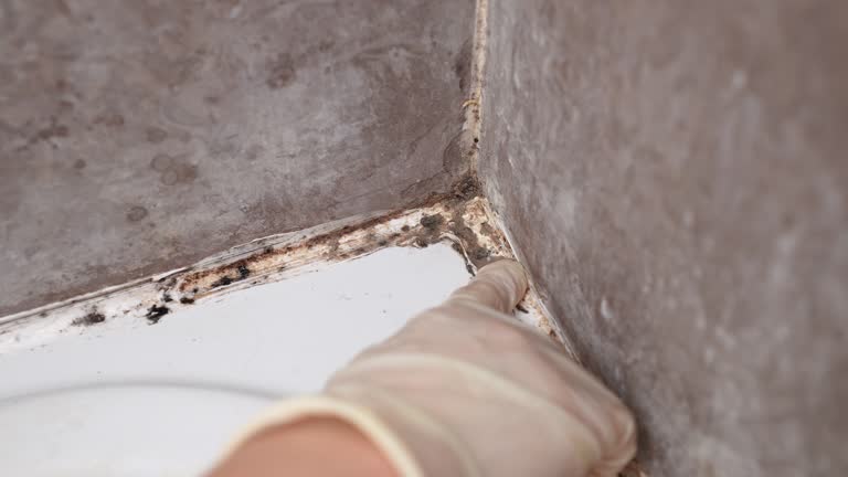 Best Emergency Mold Remediation  in Margate, FL