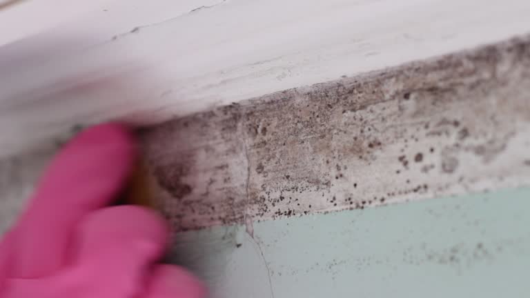 Best Mold Damage Restoration  in Margate, FL